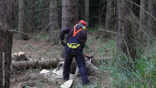 felling a tree