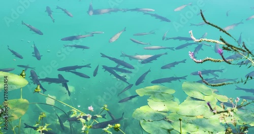 Shoal of dace fish swim slowly in turquoise waters of Krka National Park, Croatia. Aquatic life.