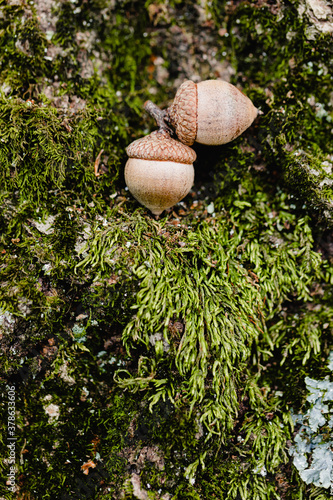 Ripe Brown Acorns On Moss, Autumn Concept with Acorns, Fall Concept