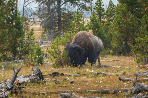 Bison grazing in Yellowstone National Park