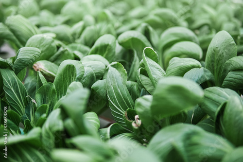 Fresh bok choy, pak choi, or pok choi are grown using the hydroponic method and are ready to be harvested. suitable for agricultural and vegetarian photos