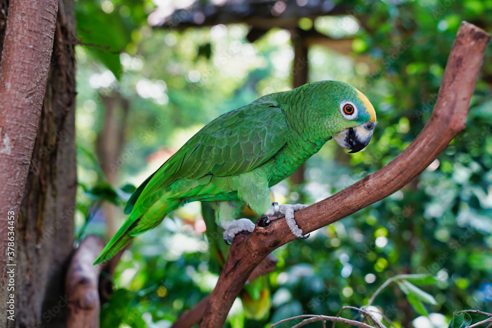 The yellow-fronted Amazon, or Suriman amazon, is a bird of the parakeet family The yellow-fronted Amazon, or Suriman amazon, is a bird of the parakeet family