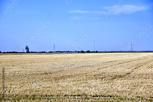 A combine is seen harvesting wheat