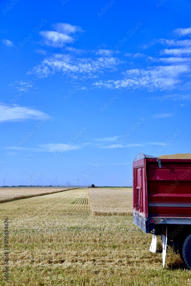 Fototapeta premium A grain truck sits in a wheat field waiting to be loaded as a combine approaches