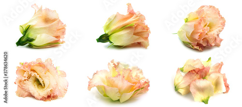 The buds of eustoma on a white background. Lisianthus buds from different sides. High quality photo