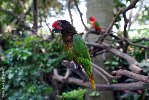 the red-fronted shiny lori is a bird of the parakeet family	
