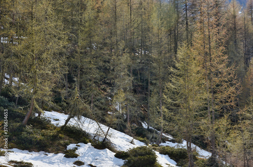 Winkeltal, Frühling, Frühjahr, Alm, Wald, Moschwald, Lackenkammeralm, Villgraten, Föhre, Föhren, Schnee, Schneeschmelze, Straße, Weg, Deferegger Gebirge, Villgrater Berge, Zentralalpen, Alpenweg, Ostt photo