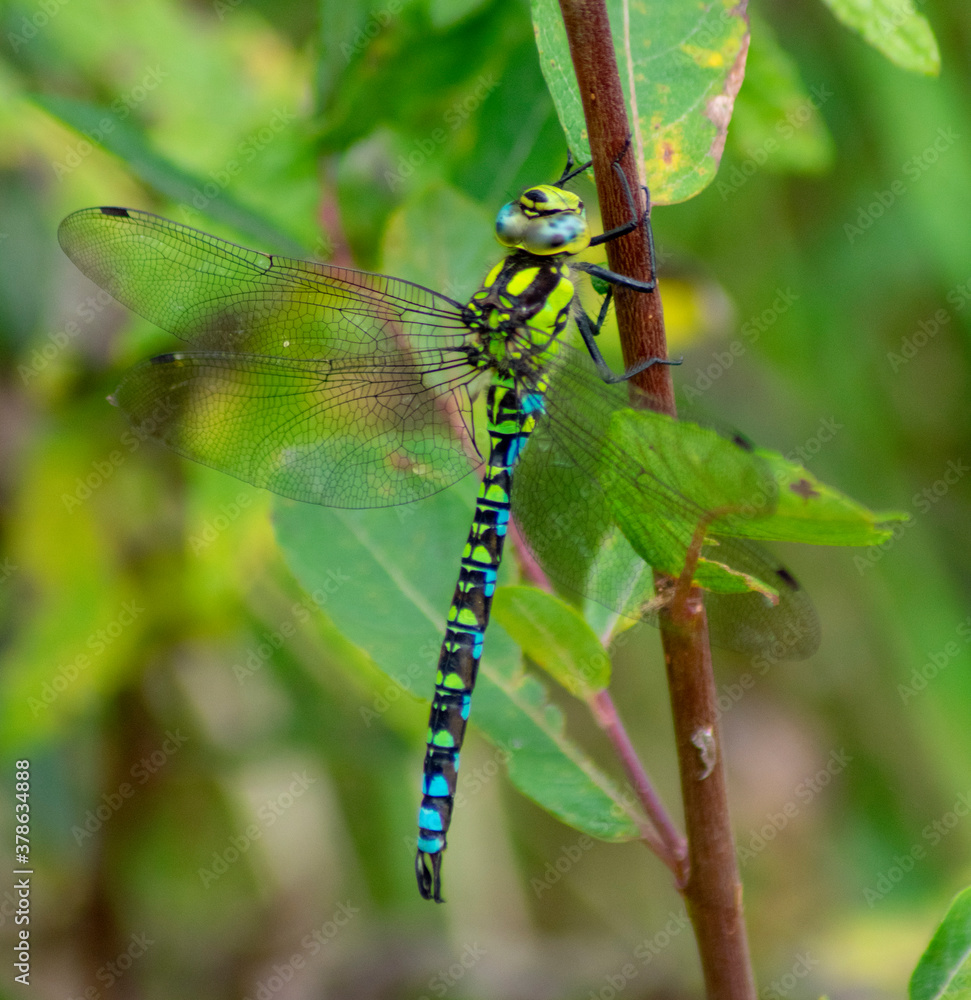 dragonfly on a branch dragonfly on a branch
