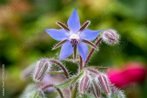 Photos Close up of a borage (borago officinalis) flower
