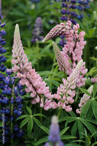 Shot of lupin flowers photo