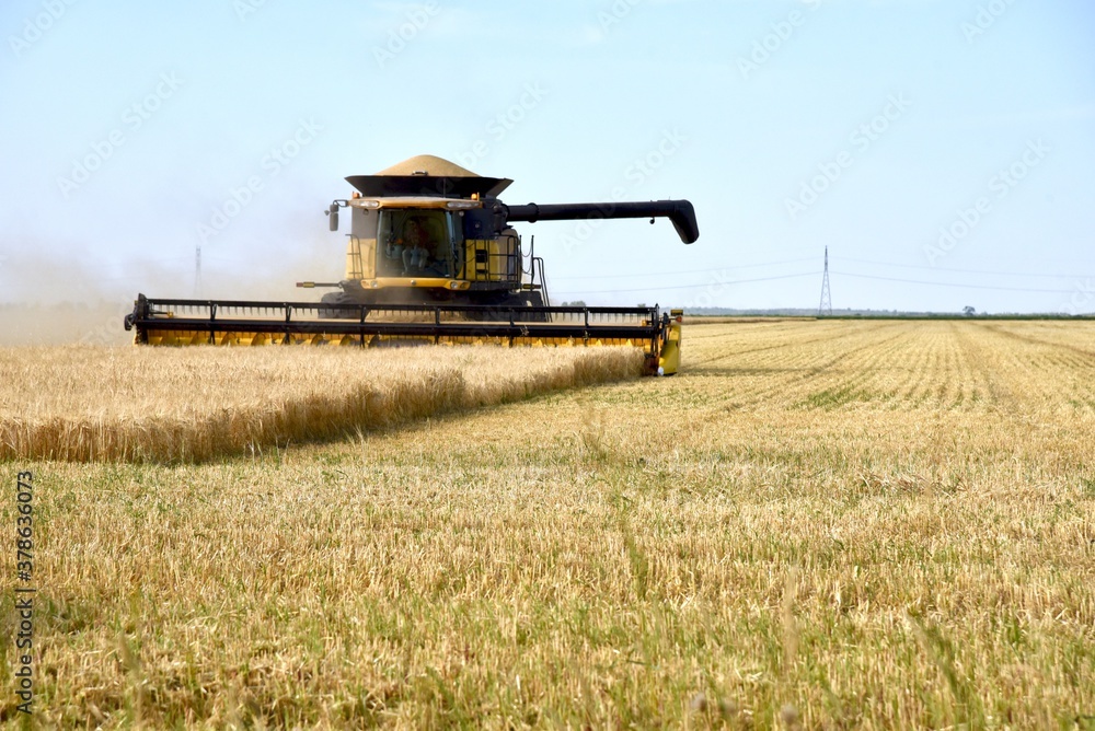 Fototapeta premium A combine is seen harvesting wheat in a Manitoba field