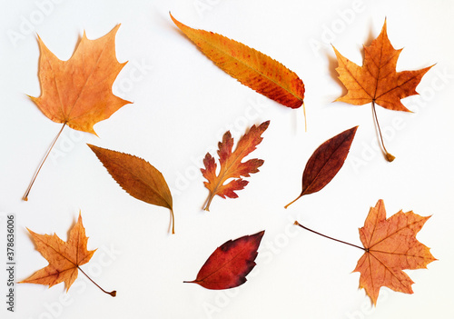 A pattern of colorful autumn leaves on a white background.