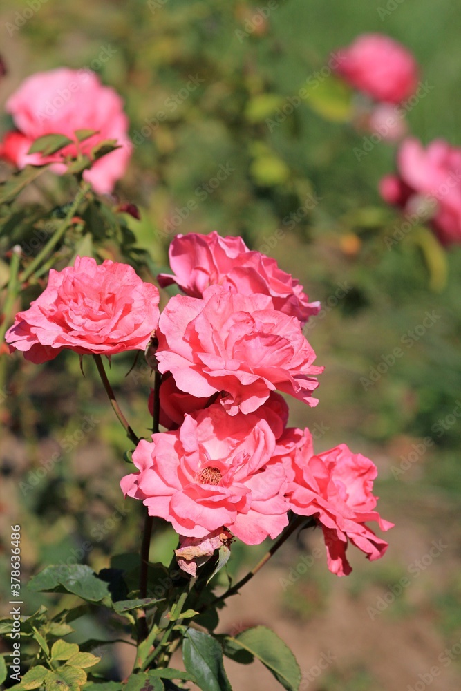Fototapeta premium Delicate roses in the Park