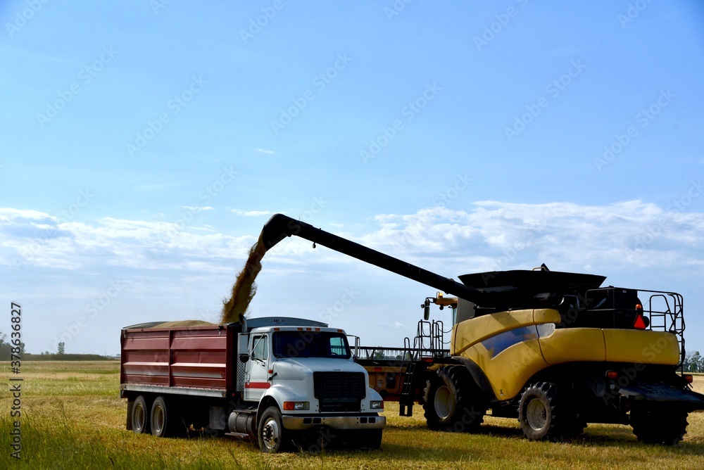 A combine is seen loading a grain truck in a wheat field A combine is seen loading a grain truck in a wheat field