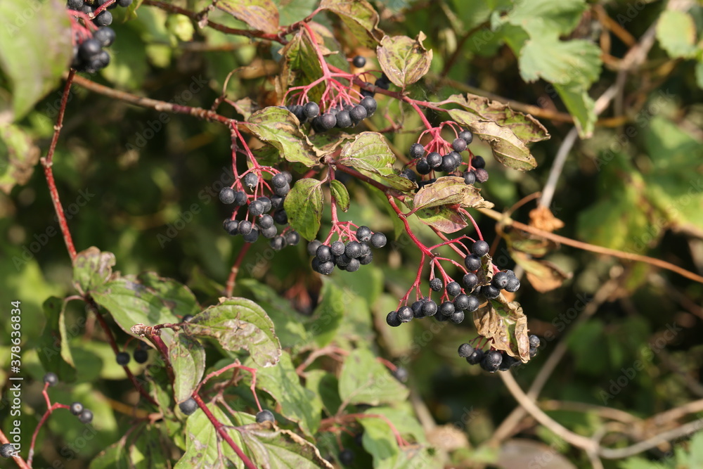 Black berries ripen on bushes in the forest Black berries ripen on bushes in the forest