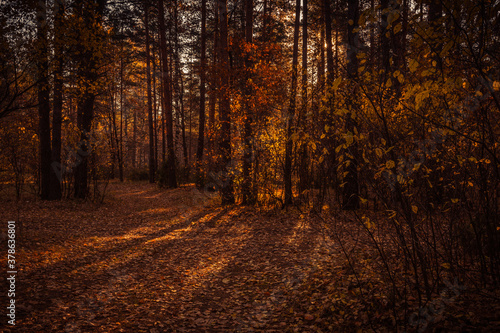 autumn in the forest © Evgenii Ryzhenkov