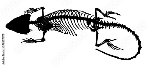 silhouette of a  skeleton  lizard  vector