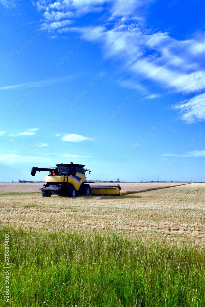 Fototapeta premium A combine works in a wheat field