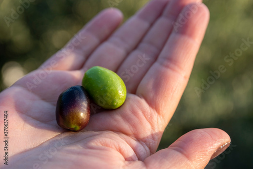 A white female hand is holding two raw olives in her open hand against natural green background. One olive is green the other turned into black