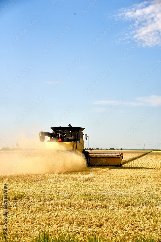 A combine works in a wheat field