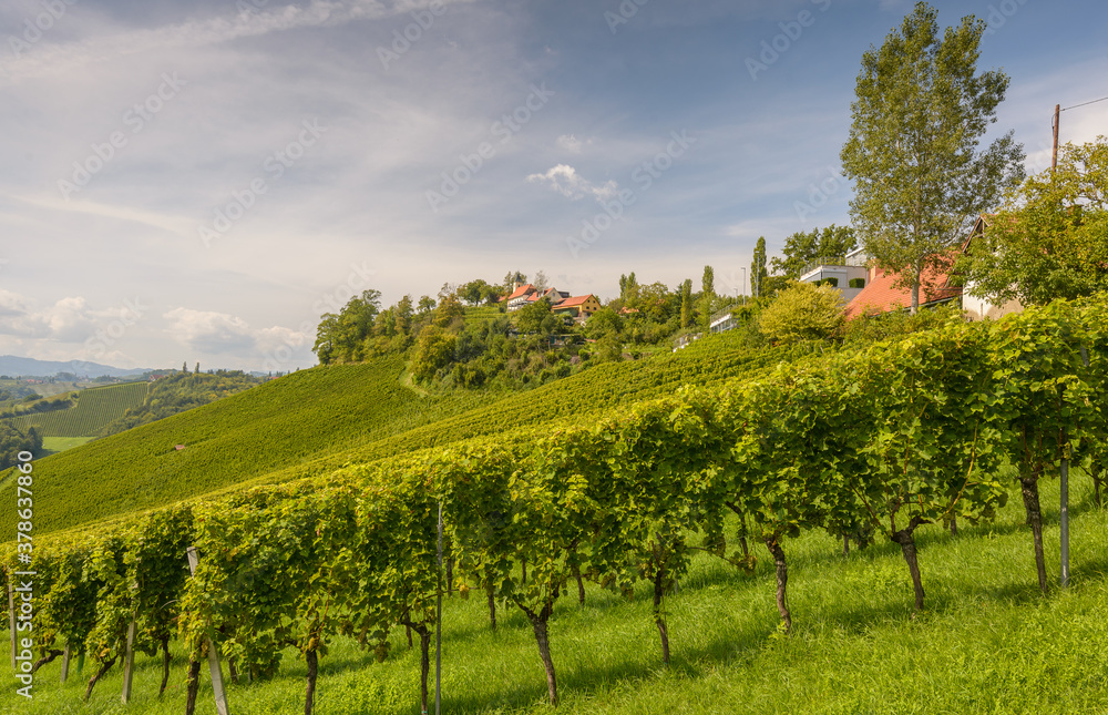 South Styria vineyards landscape at summer, near Gamlitz, Austria, Europe.  Tourist destination, travel spot.