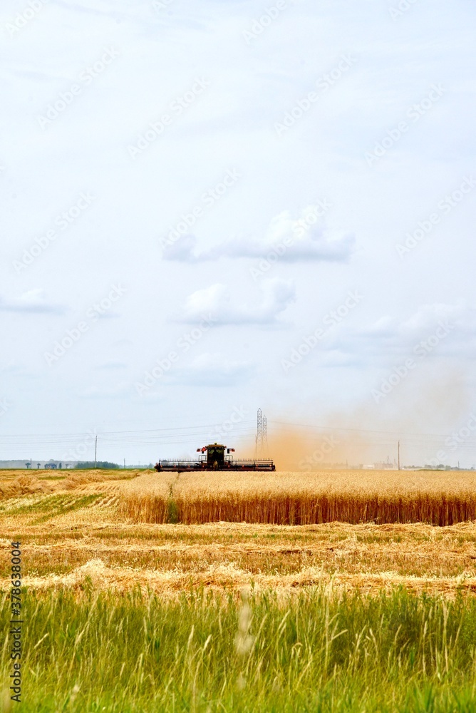 Fototapeta premium A swather is seen cutting wheat