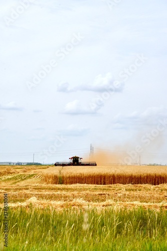 A swather is seen cutting wheat © Murray