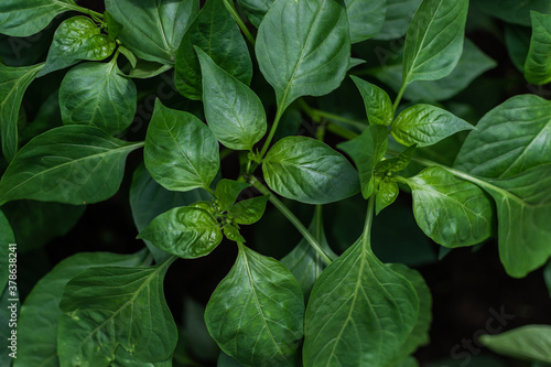 green shiny smooth leaves of pepper plants in the vegetable garden