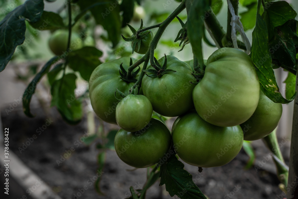 green unripe large round tomatoes grow on branches among the leaves in the greenhouse, harvest