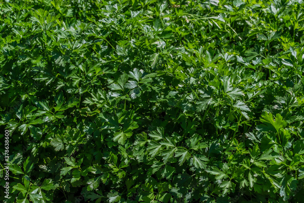 Green shiny parsley leaves grow in the vegetable garden in the light of the sun Green shiny parsley leaves grow in the vegetable garden in the light of the sun