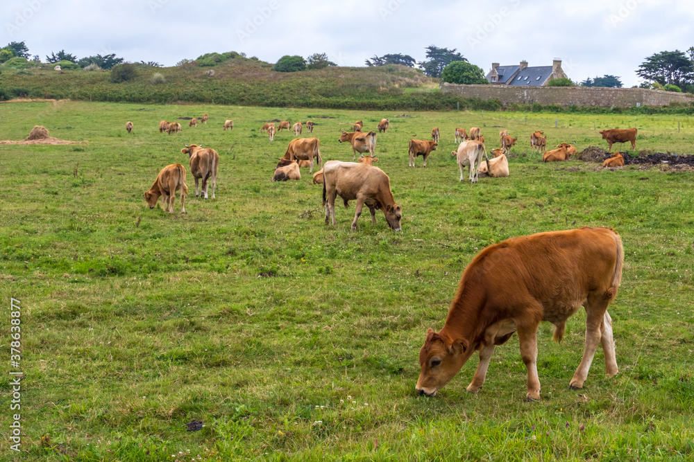 Bulls and Cows in a pasture at picturesque Ile de Brehat island in Cotes-d'Armor department of Brittany, France Bulls and Cows in a pasture at picturesque Ile de Brehat island in Cotes-d'Armor department of Brittany, France