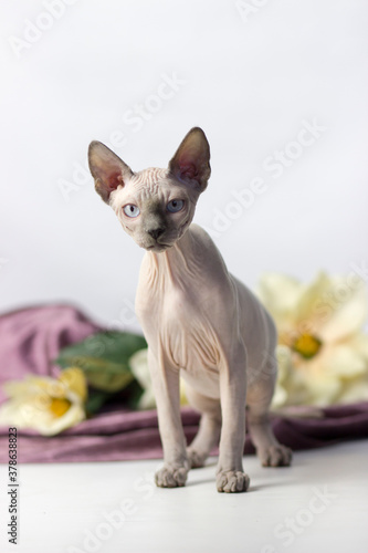 Sphynx cat is in interesting position in his house,