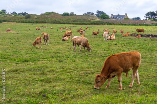 Bulls and Cows in a pasture at picturesque Ile de Brehat island in Cotes-d'Armor department of Brittany, France