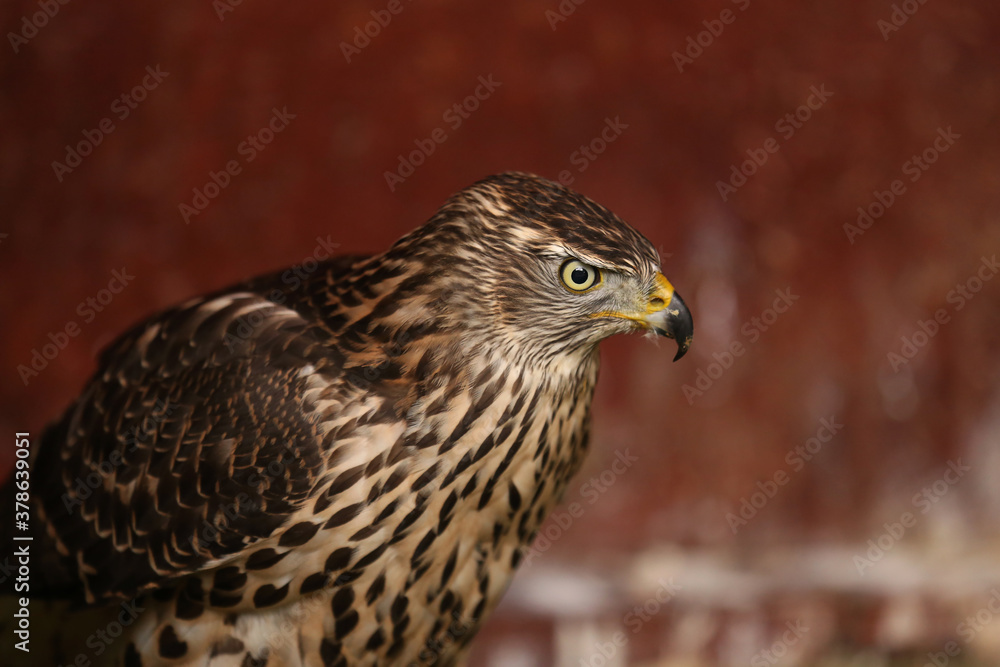 Close-up portrait of a beautiful and healthy falcon Close-up portrait of a beautiful and healthy falcon