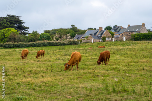 Fototapeta Naklejka Na Ścianę i Meble -  Bulls and Cows in a pasture at picturesque Ile de Brehat island in Cotes-d'Armor department of Brittany, France