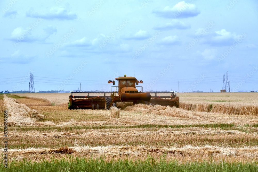 Fototapeta premium close up of swather cutting Manitoba wheat