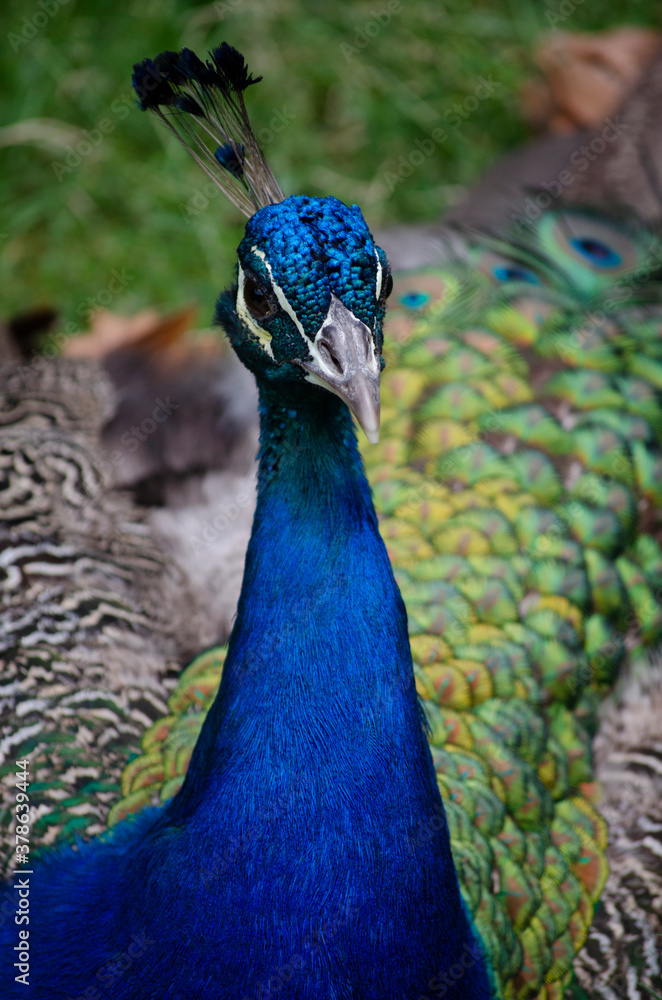 Obraz premium Pavo real 4