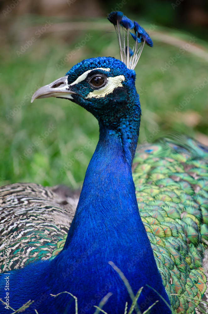 Naklejka premium Pavo real 2