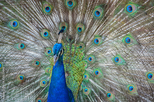 Pavo real 1