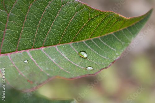 close up of a leaf