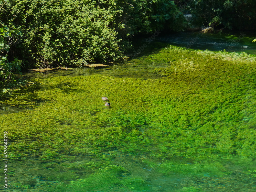 Magnificent landscape of Provence with two ducks which evolve in their natural environment of the pure and transparent Sorgue river at Fontaine de Vaucluse Magnificent landscape of Provence with two ducks which evolve in their natural environment of the pure and transparent Sorgue river at Fontaine de Vaucluse