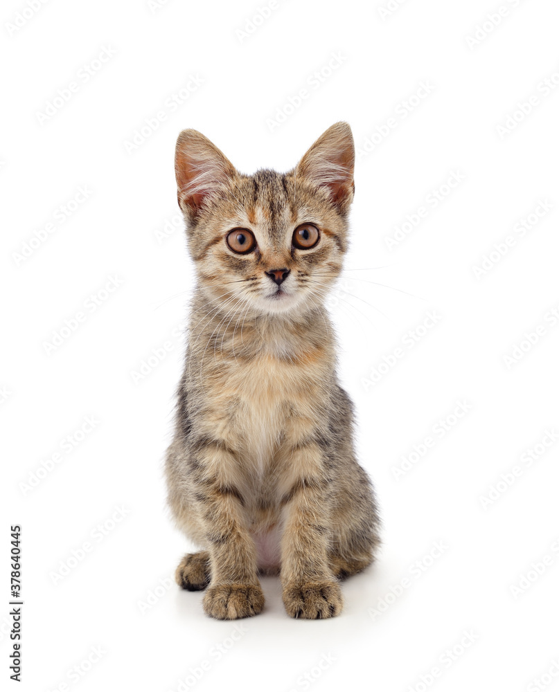 Obraz premium Little gray kitten .