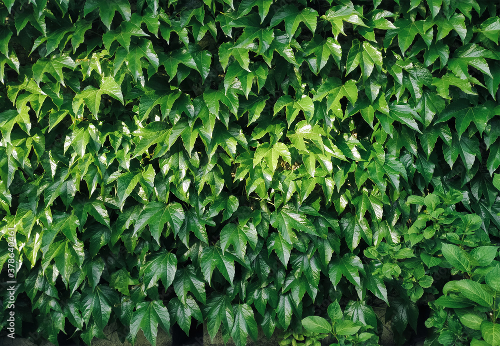 Fototapeta premium Green wild grape leaves. Natural background.
