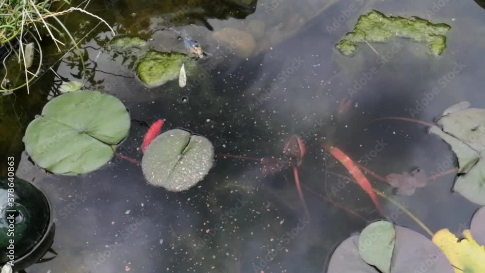 goldfish in pond being fed shot from above background with copy space, goldfish swimming at surface goldfish in pond being fed shot from above background with copy space, goldfish swimming at surface