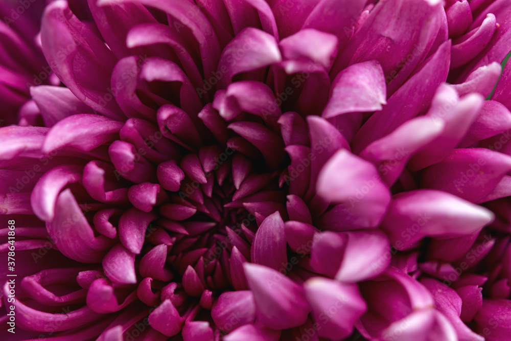 Purple chrysanthemum macro. Top view of lilac chrysanthemum petals. Full frame without an empty field. Floral autumn background.