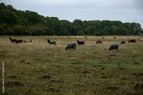 Tapeta herd of cheep