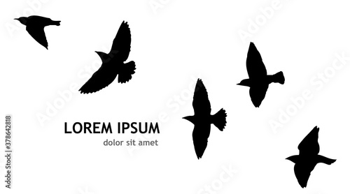 A flock of flying birds. Vector illustration