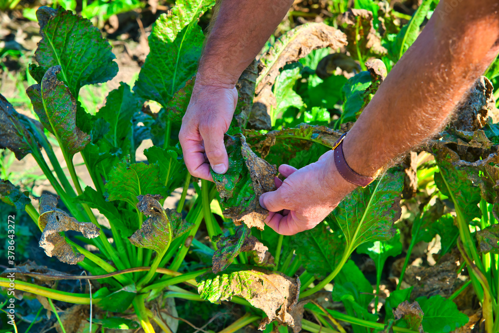 Fototapeta premium Problem with farming, disease and drought. The concept of a natural disaster in agriculture. Dry, damaged sugar beet leaves.