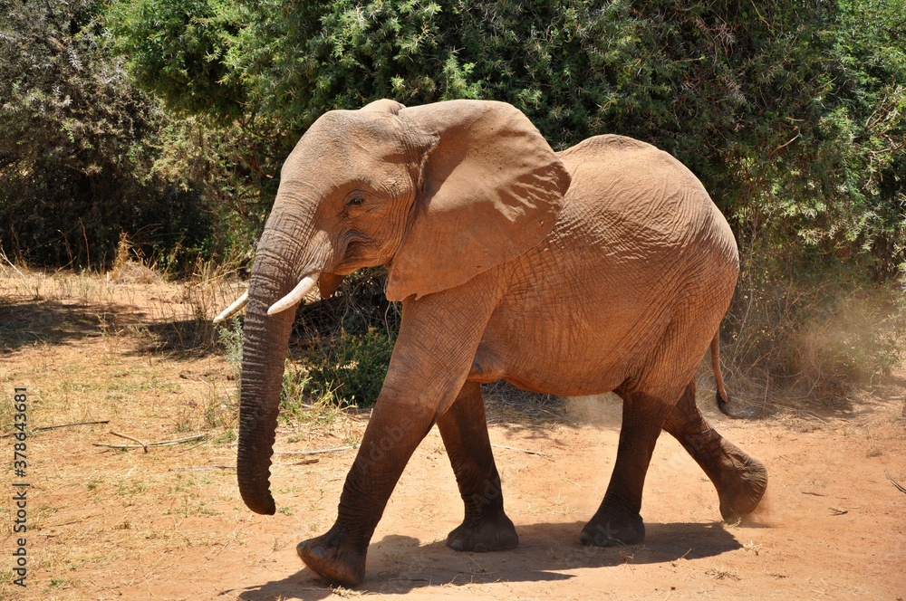 Słoń afrykański. Rezerwat Samburu (Kenia) - obrazy, fototapety, plakaty 