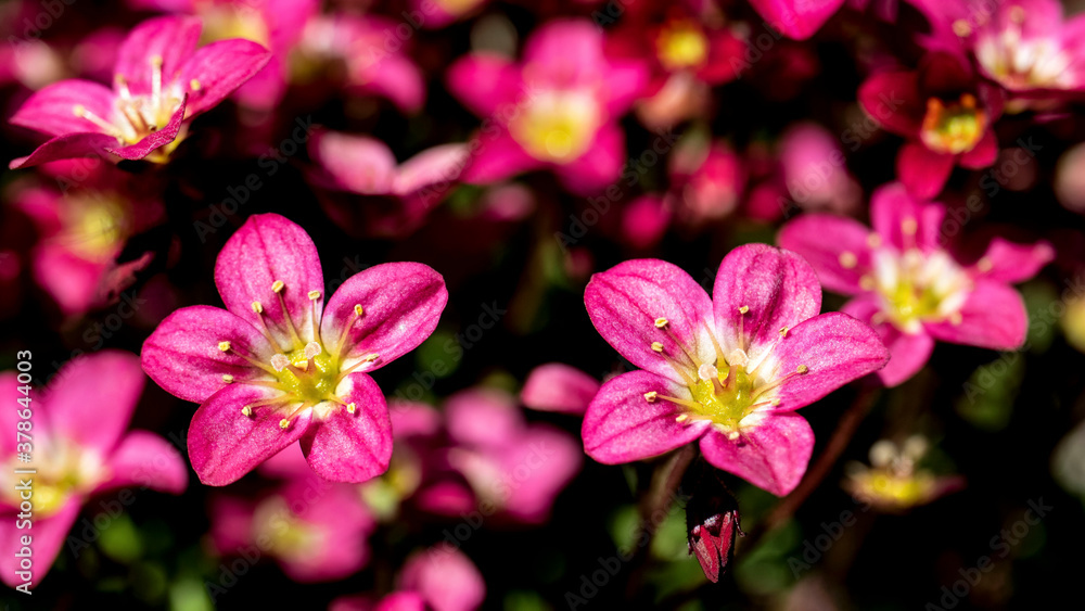 The delicate flowers of Saxifraga 'Peter Pan' The delicate flowers of Saxifraga 'Peter Pan'